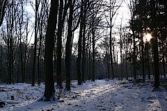 Reichswald mit Schnee © Dietrich Cerff