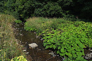 Kiesbank mit Pestwurzflur am Wetterbach