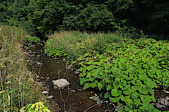 Kiesbank mit Pestwurzflur am Wetterbach © Ursula Siebel