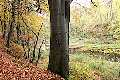 Überbleibsel des alten Wennebettes © Michaela Fedeli