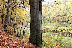 Überbleibsel des alten Wennebettes © Michaela Fedeli