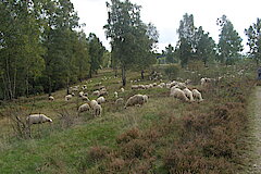 Kooperation von Landwirtschaft und Naturschutz - Eine Hundertschaft für die Erhaltung der Schutzziele © Michael Gertz