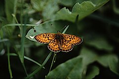 Randring-Perlmutterfalter © Biologische Station im Kreis Euskirchen e.V.