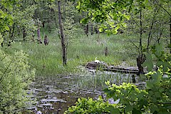 Möhneaue Völlinghausen © Liz Möhnesee