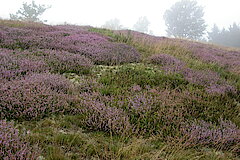 Hilmesberg-Heide © Biologische Station HSK