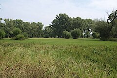 Parklandschaft mit Schilf und Kopfweiden © Biologische Station Bonn / Rhein-Erft