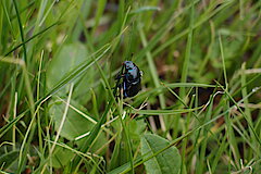 Mistkäfer © Biologische Station im Kreis Euskirchen e.V.