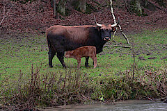 Auerochsen Kuh und Kalb an der Düssel © Kreis Mettmann