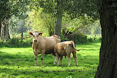 Nutztiere in der Urdenbacher Kämpe © Biologische Station Haus Bürgel