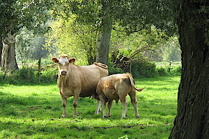 Nutztiere in der Urdenbacher Kämpe