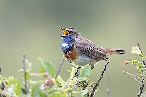 Blaukehlchen