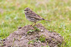 Wiesenpieper © Hans-Martin Kochanek