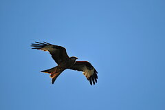 Rotmilan © NABU-Naturschutzstation Münsterland