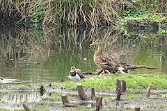 Vogelparadies im Moor © Birgit Königs