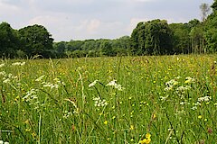 Artenreiche Wiese im Kerpener Bruch © Biologische Station Bonn / Rhein-Erft