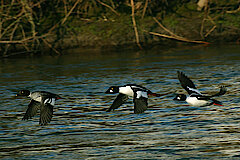 Schellenten im Flug © Liz Möhnesee