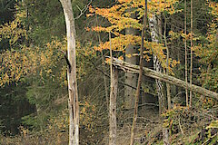 Lebensraum Totholz © Regionalforstamt Siegen-Wittgenstein