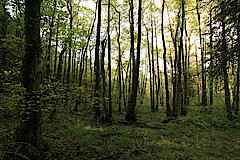 Erlen-Galeriewald © Regionalforstamt Siegen-Wittgenstein