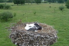 Jungstorch © Kreis Recklinghausen