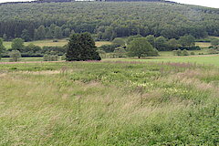 Magerwiesen und Hochstaudenfluren © Michael Gertz