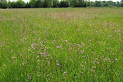 Kuckucks-Lichtnelken-Aspekt © Biologische Station Gütersloh-Bielefeld