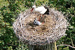 Blick ins Storchennest © Hans Blossey