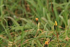 Wiesenknöterich © Regionalforstamt Siegen-Wittgenstein