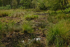 Meinweg © Naturschutzstation Haus Wildenrath