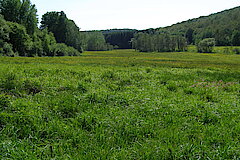 Talgrund mit artenreichen Nass-und Feuchtweiden © Michael Gertz