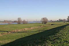 Weites Deichvorland Grieth © Naturschutzzentrum im Kreis Kleve e.V.