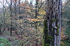 Totholz im Buchenwald - Refugium für Insekten © Detlev Rygusiak