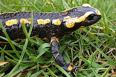 Feuersalamander © Biologische Station Bonn / Rhein-Erft