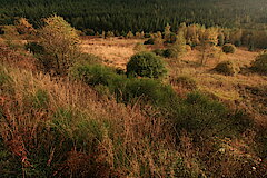 Lebensraum für seltene Arten © Regionalforstamt Siegen-Wittgenstein