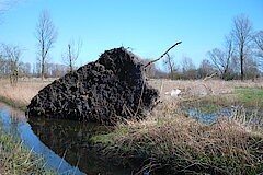 Entwurzelte Pappel © Haus der Natur, Biologische Station im Rhein-Kreis Neuss e.V.