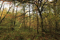 Urwüchsiger Auenwald © Regionalforstamt Siegen-Wittgenstein