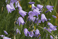 Rundblättrige Glockenblume © Bernd Margenburg