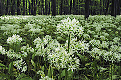 Bärlauchwald © Frank Grawe