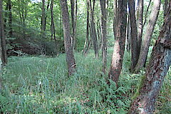 Bachbegleitender Erlenwald © Biologische Station Mittlere Wupper
