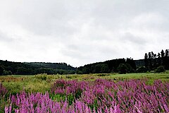 Möhneoberlauf bei Rüthen © Christoph Hester