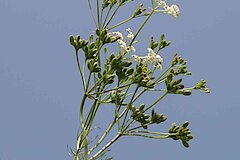 Wiesenkümmel © Naturschutzzentrum im Kreis Kleve e.V.