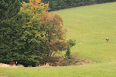 Am oberen Steinbach © Regionalforstamt Siegen-Wittgenstein