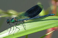 Männchen der Gebänderten Prachtlibelle © Biologische Station Bonn / Rhein-Erft