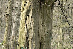 Hainbuche im Hiesfelder Wald © Biologische Station Westliches Ruhrgebiet