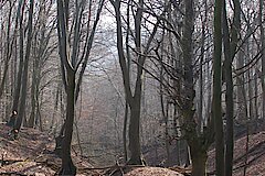 Laubwald © Biologische Station Bonn / Rhein-Erft