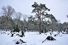 Schnee in der Heide © NABU-Naturschutzstation
