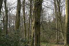 Hainbuche Hiesfelder Wald © Biologische Station Westliches Ruhrgebiet