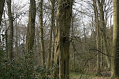 Hainbuche Hiesfelder Wald © Biologische Station Westliches Ruhrgebiet