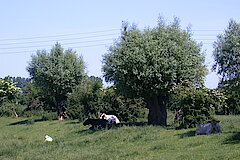 Idylle am Grieherorter Althrein © Naturschutzzentrum im Kreis Kleve e.V.