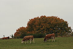 Landschaftspfleger bei der Arbeit © Regionalforstamt Siegen-Wittgenstein