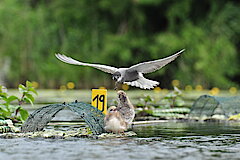 Trauerseeschwalben auf Nistfloß © Vossmeyer